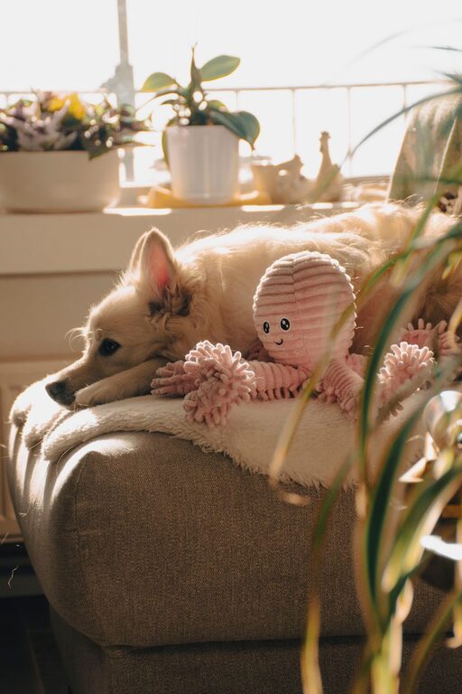 How to Set Up a Comfortable Pet-Friendly Home Corner