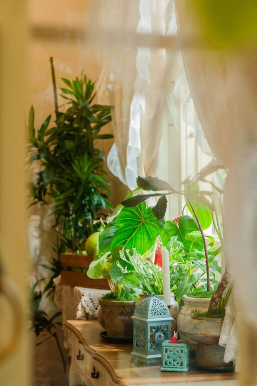 How to Refresh Your Home With Plants